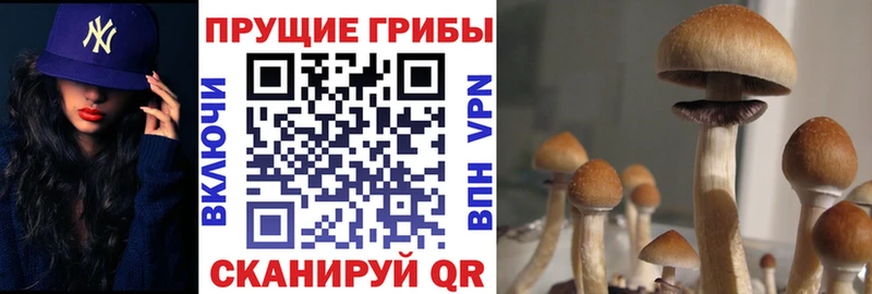 как найти   shop телеграм  Псилоцибиновые грибы GOLDEN TEACHER  Петров Вал 